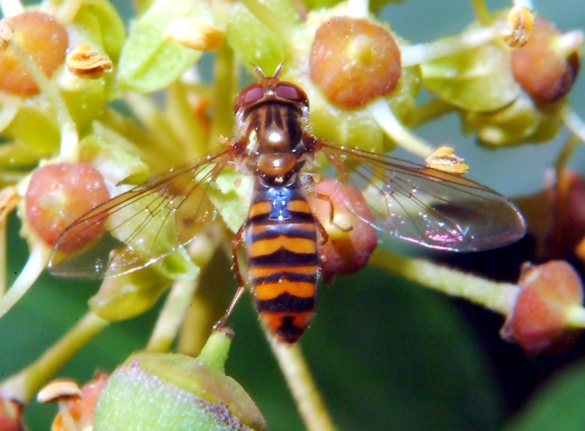 Volo libero e altri insetti